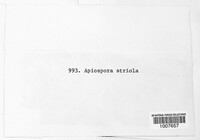 Apiospora striola image